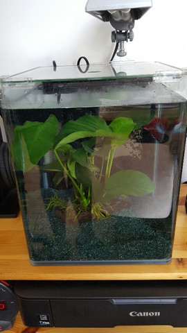 Fisch - (Fische, Aquarium)