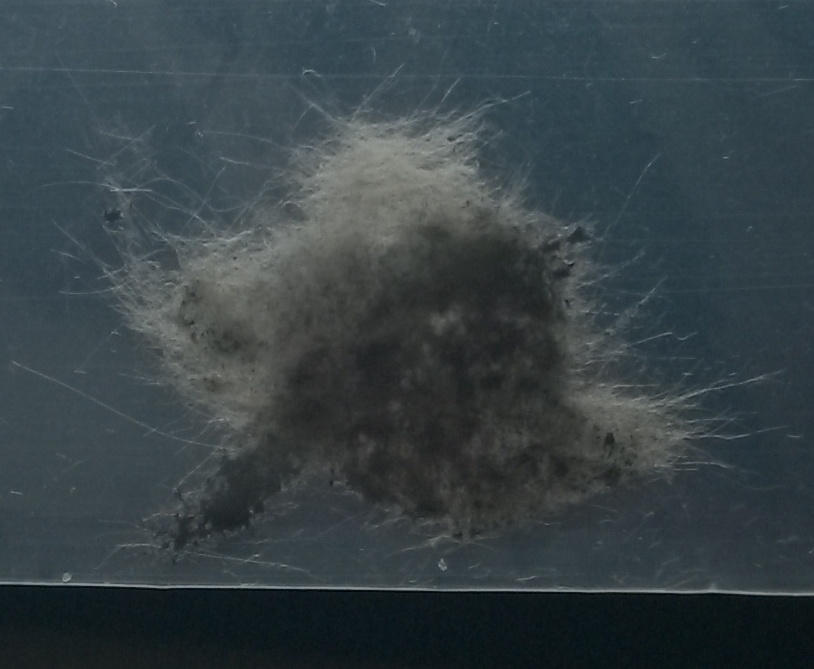 Ist Das Asbest Oder Glaswolle Engelshaare Gesundheit