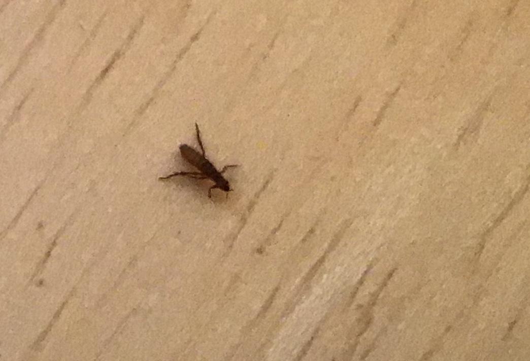 Ist das auf dem Foto ein Floh? (Tiere, Flöhe) Ist das auf dem Foto ein Floh? (Tiere, Flöhe)