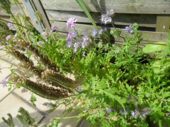 Ist Das Auf Dem Foto Eine Ambrosia Pflanze Pflanzen Garten Allergie