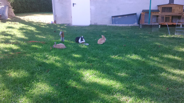Hier sind sie im Garten - (Kaninchen, Auslauf, artgerecht)