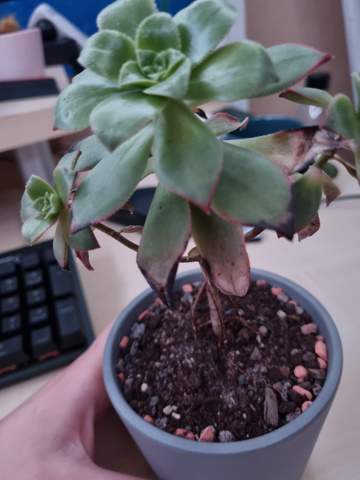 Ist das bei dieser pflanze normal oder mache ich doch was falsch?