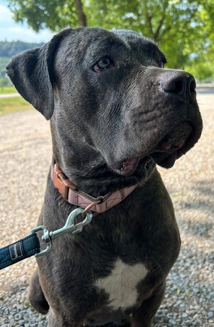 Ist das Bild gut für Insta? (Hund, Instagram, Follower)