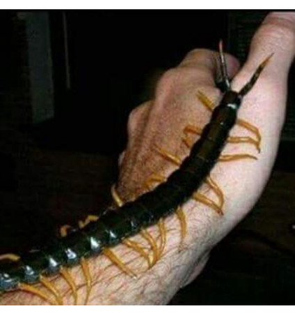 O.o - (Tiere, Insekten, Kaefer)