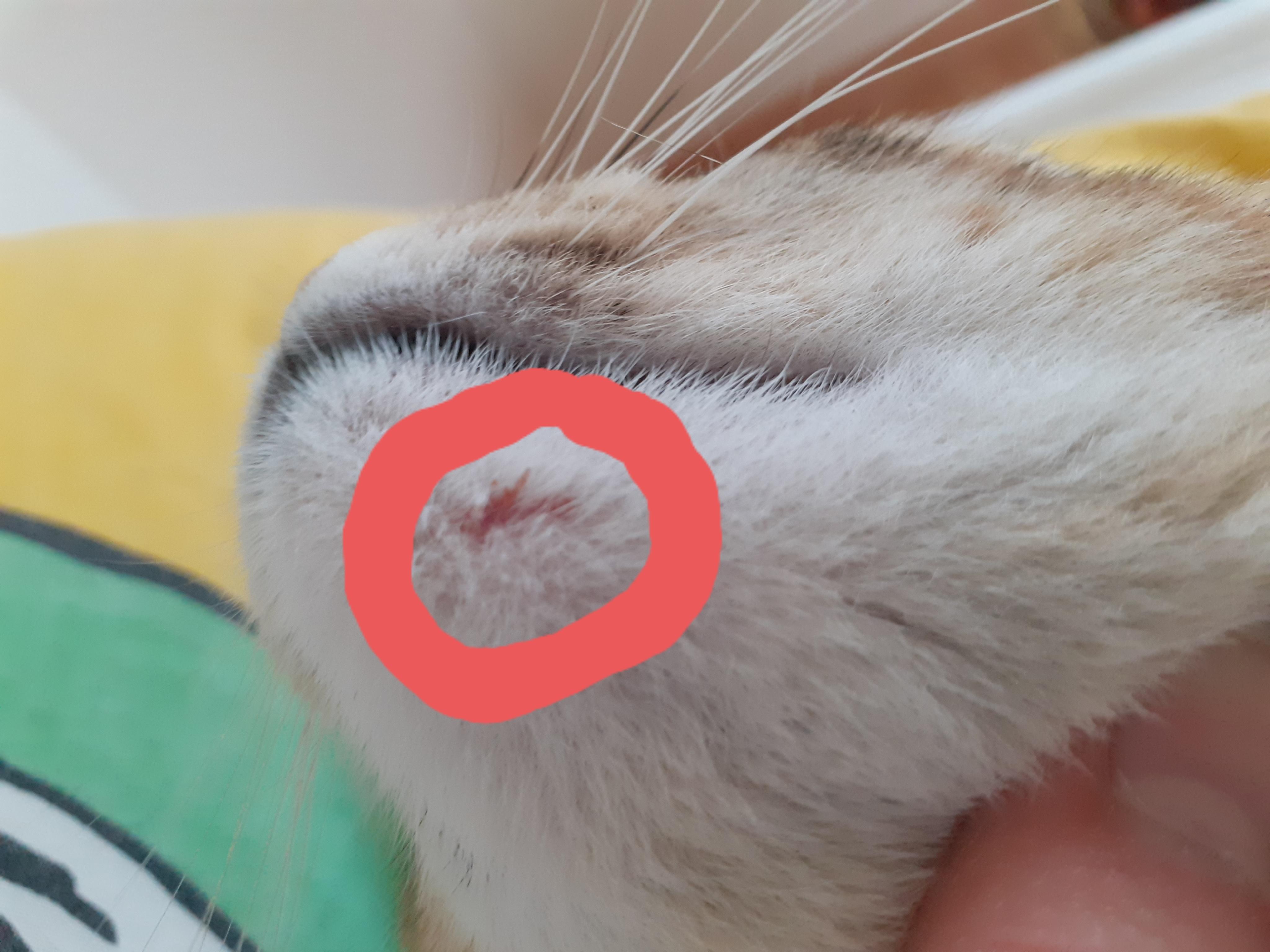 Ist Das Blut Von Meinem Kater Oder Von Einer Maus Gesundheit Und Medizin Tiere Haustiere