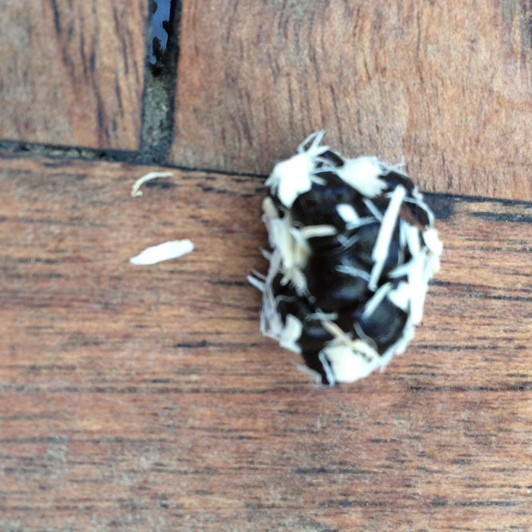 Ist das der Blinddarmkot? Was tun, wenn Kaninchen ihn nicht isst? (Ernährung, Tierarzt, Hasen)