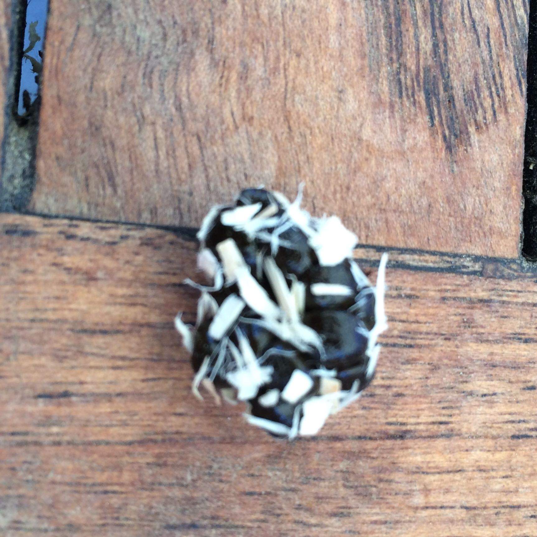 Ist das der Blinddarmkot? Was tun, wenn Kaninchen ihn nicht isst? (Ernährung, Tierarzt, Hasen)