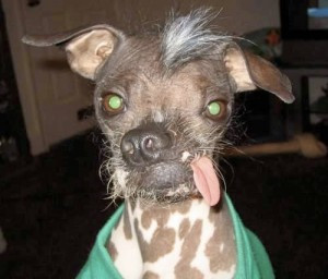 ist das der hasslichste hund der welt katze schonheit