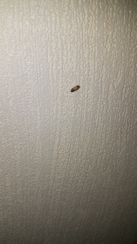 Ist Das Die Larve Von Einem Speckkafer Insekten Kafer Ungeziefer