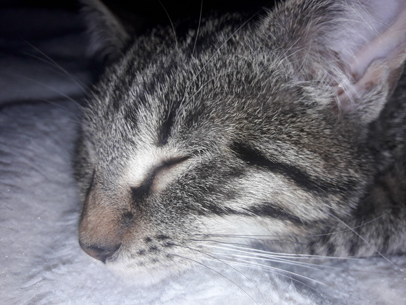 Ist Das Ein Bkh Bengal Mix Tiere Katze Haustiere