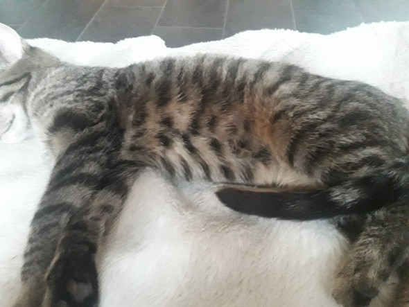 Ist Das Ein Bkh Bengal Mix Tiere Katze Haustiere