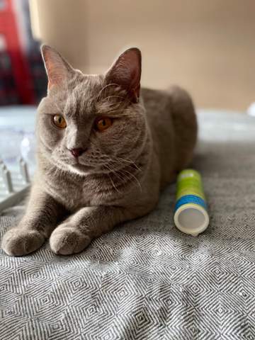 - (Kater, BKH)
