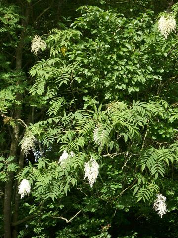 Manna esche Manna esche