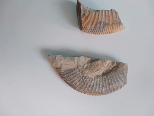 Ist das ein ECHTES Ammoniten-Fossil?