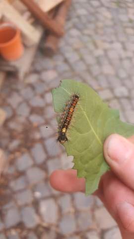 Bild zum Beitrag