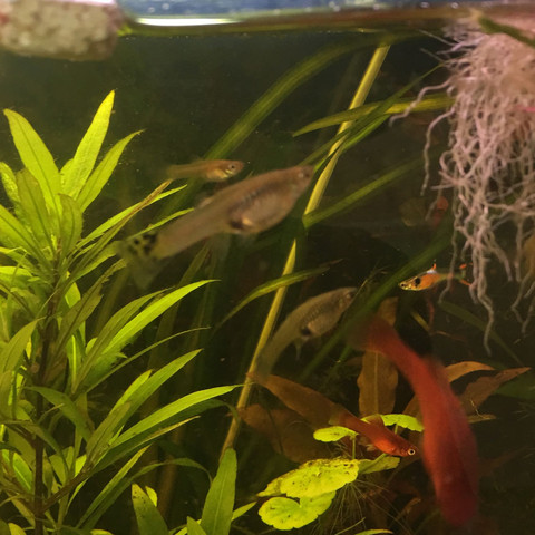 - (Aquarium, guppy)