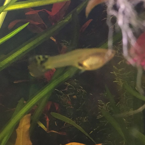 - (Aquarium, guppy)