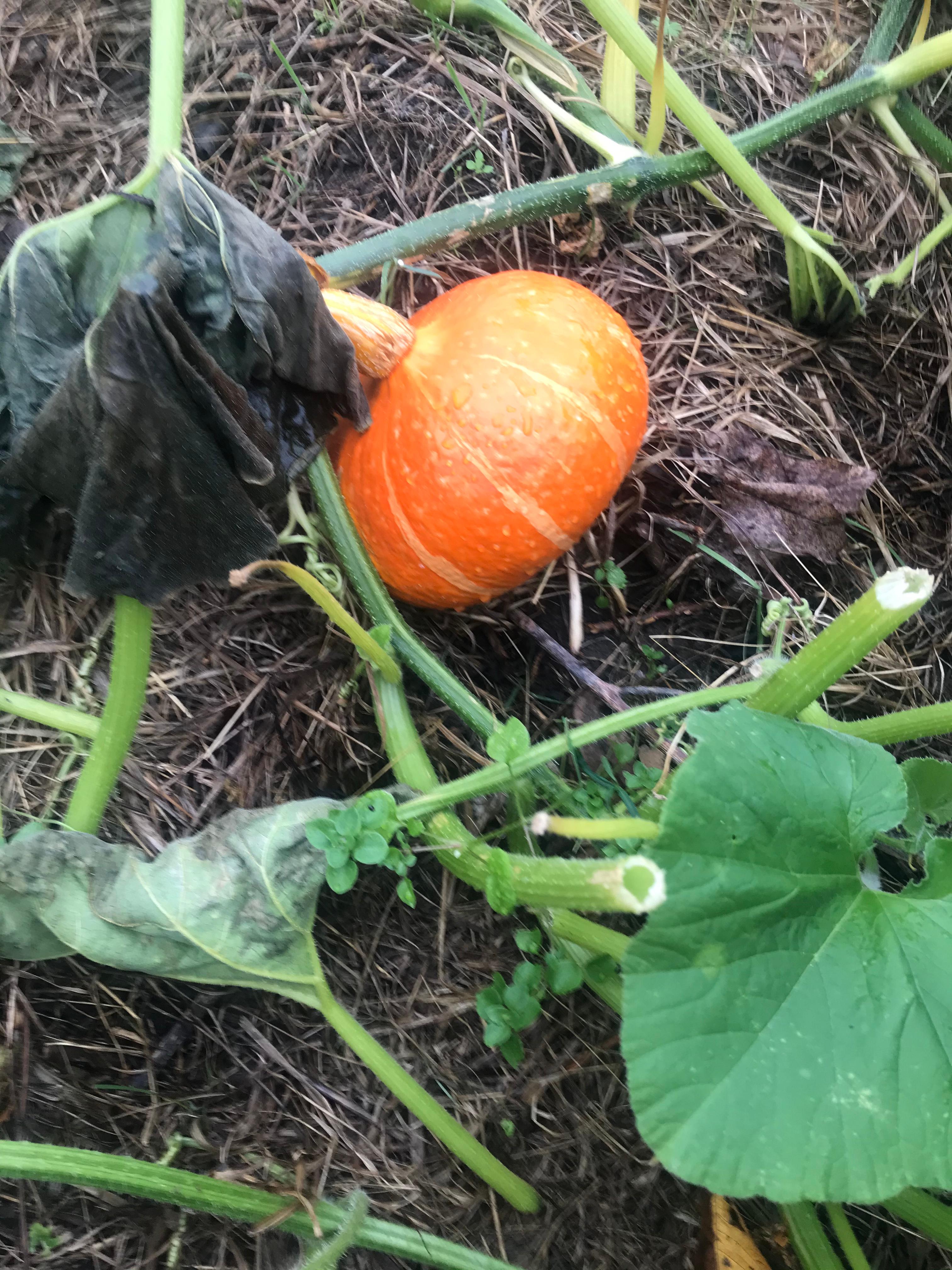 Ist Das Ein Essbarer Kurbis Und Ist Er Schon Ernte Reif Essen Kochen Pflanzen