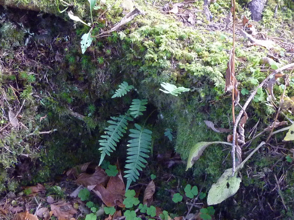 Bild 1 - (Biologie, Pflanzen, Natur)