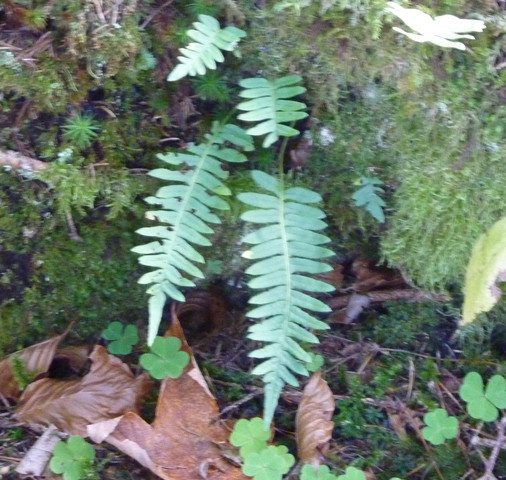 Bild 2 - (Biologie, Pflanzen, Natur)