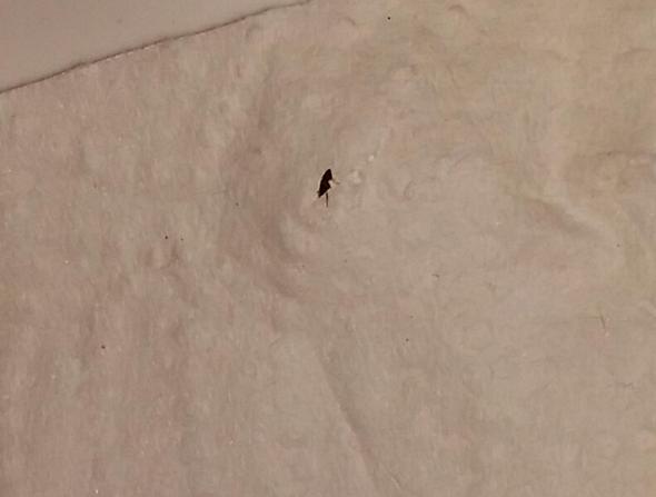 ist das ein Floh?oder Flohbiss? (Ungeziefer, Flöhe) ist das ein Floh?oder Flohbiss? (Ungeziefer, Flöhe)