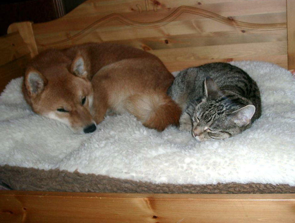 ist das ein fuchs oder hund rasse