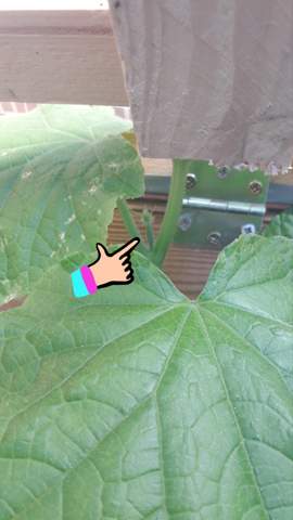 - (Garten, Gemüse, Gemüseanbau)