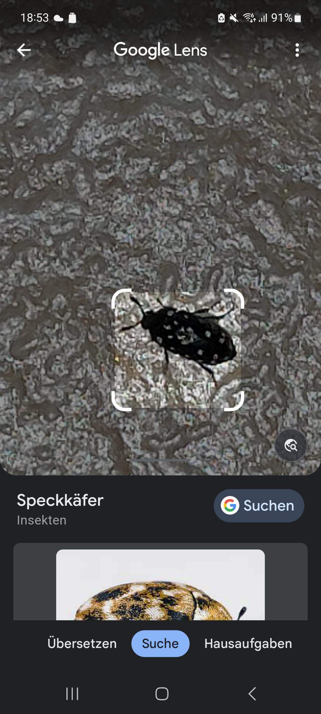 Ist das ein gepunkteter Pelzkäfer? (Insekten, Schädlinge, Ungeziefer)