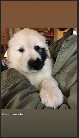 Ist Das Ein Golden Retriever Oder Labrador Hund Hunderasse Labrador Retriever