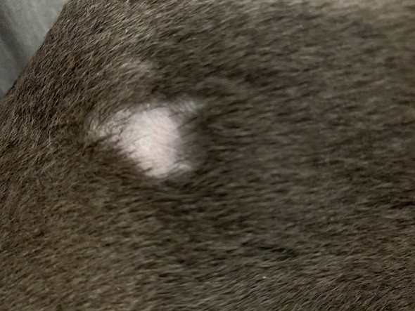 Ist das ein Hautpilz oder nur eine „Bissverletzung“? (Haare, Hund
