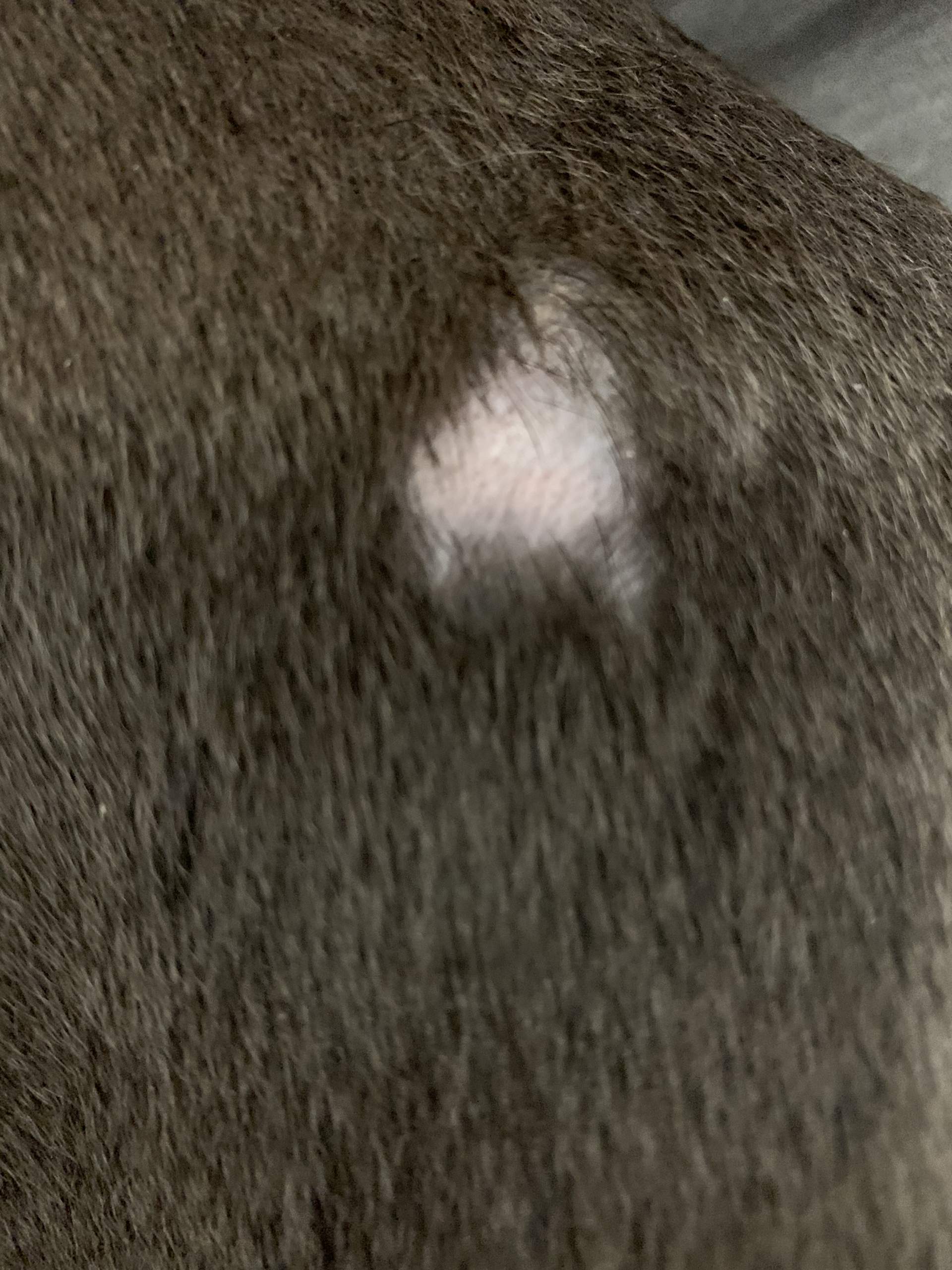 Ist das ein Hautpilz oder nur eine „Bissverletzung“? (Haare, Hund