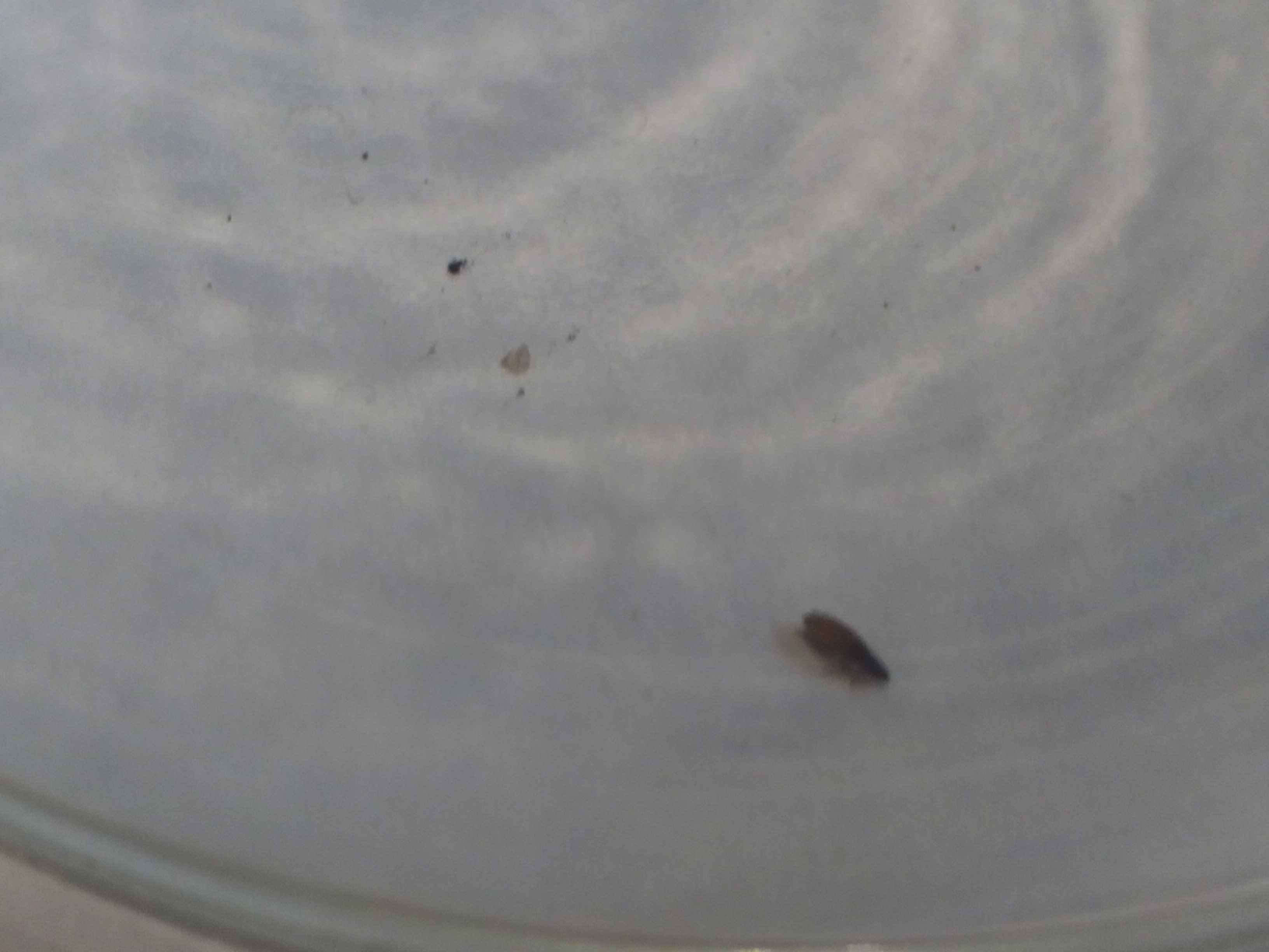 download room temperature superconductivity (isbn 1904602274x)(2004)(327s)