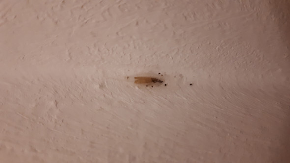 Mietminderung wegen insekten Mietminderung wegen insekten