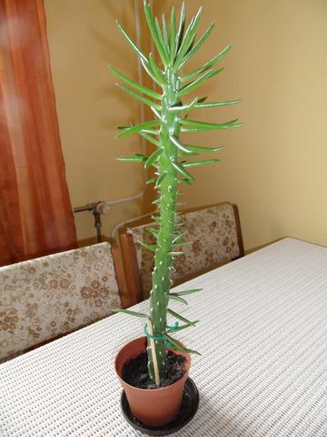 gesuchte Pflanze - (Pflanzen, Zimmerpflanzen, Kaktus)