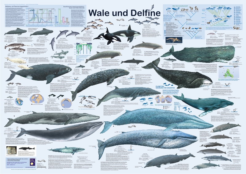 Ist das ein kinder Poster (BILD)? (erwachsen, Wale, Delfine)