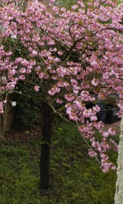 ist das ein kirschblütenbaum in meinem garten? (Baum)