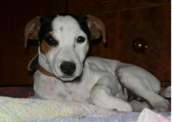 Jack Russel Welpe - (Welpen, Jack Russell, Terrier)