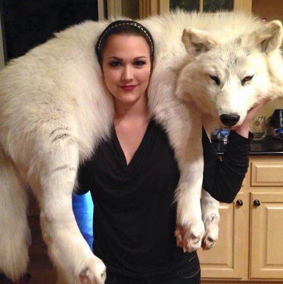 Ist das ein lebendiger Hund oder ein ausgestopfter Wolf? (Pelz