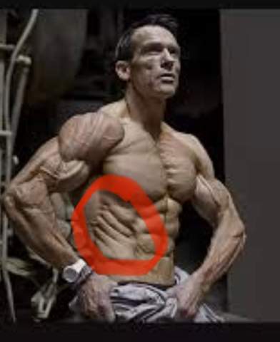 Ist das ein Muskel?