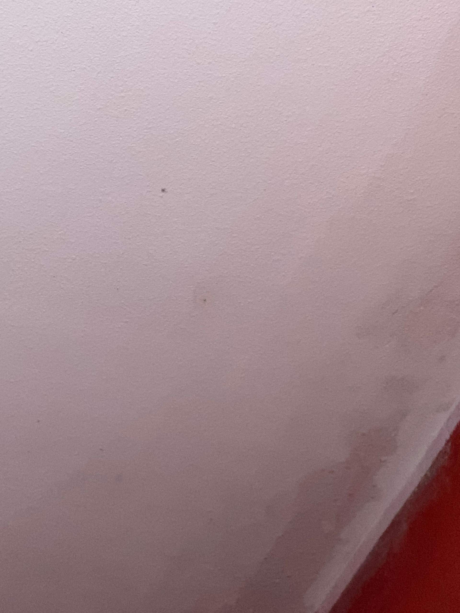 Ist das ein Notfall die wand ist feucht und tropft? (Wasser, Schimmel)