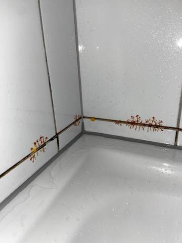 Ist das ein Pilz in unserer Dusche?