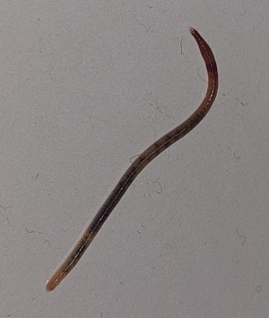 Ist das ein Regenwurm/ kam aus meiner Pflanze raus? (Erde, Pflanzenpflege,  Schdlinge)