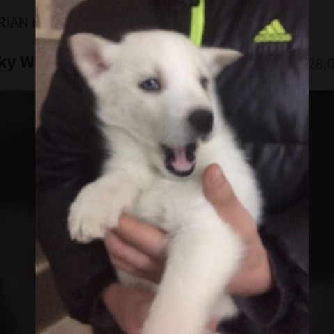 Hier die Bilder - (Welpen, Husky)