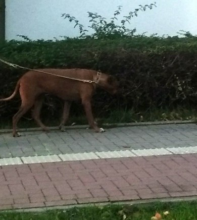 Ist Das Ein Rhodesian Rigeback Tiere Hund Hunderasse