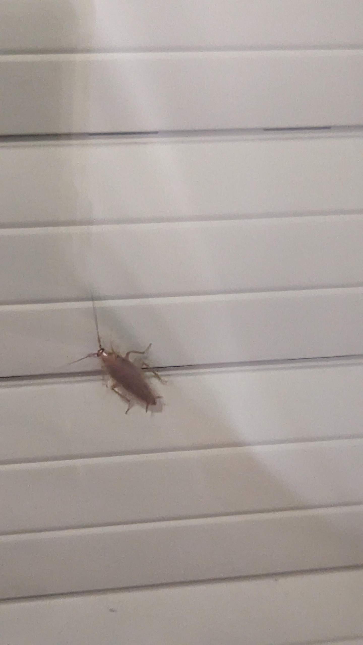 Ist das ein Schädling? (Insekten, Schädlinge, Ungeziefer)