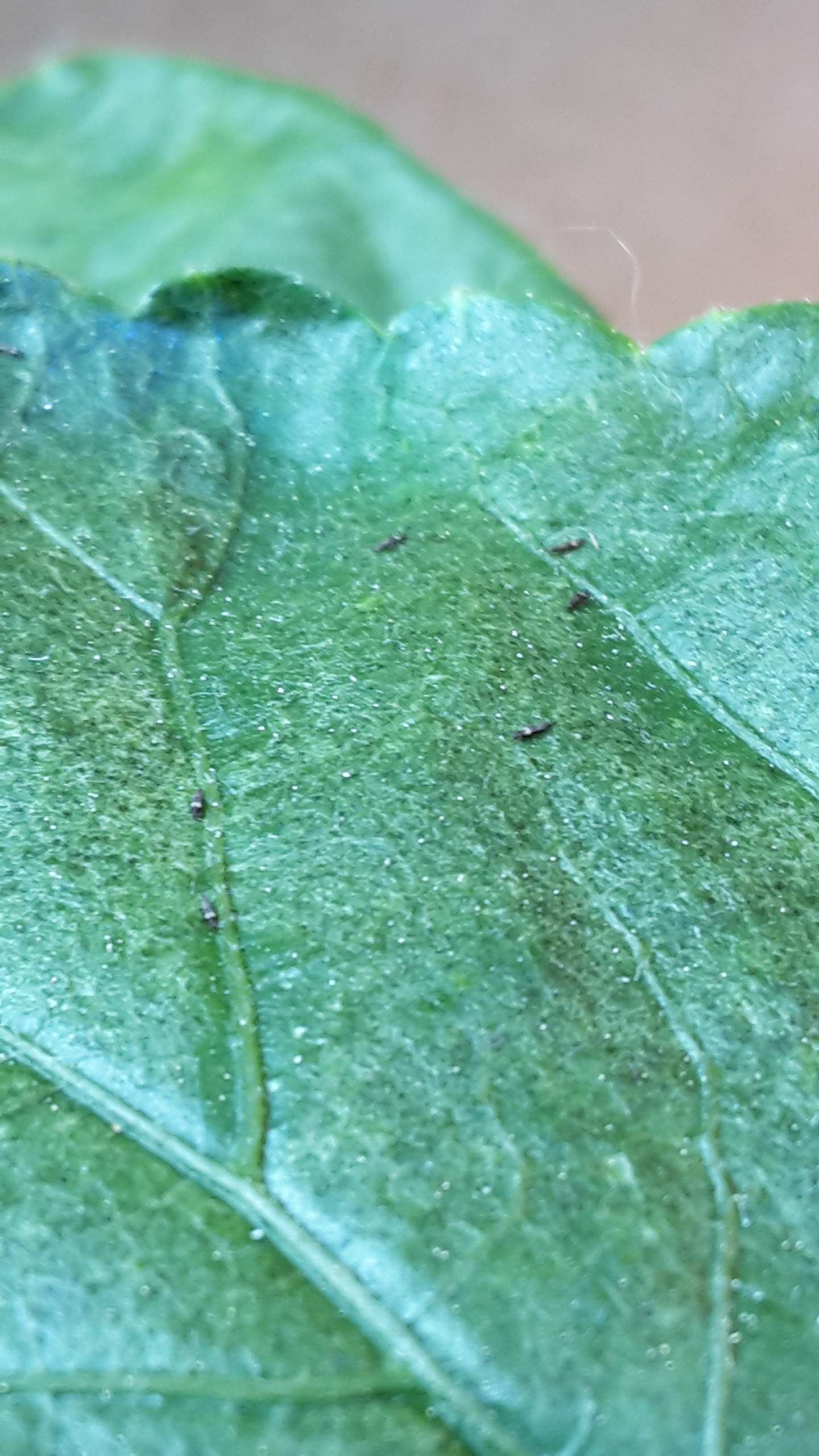 Ist das ein Schädling auf dem Hibiskus? (Insekten, Schädlinge)