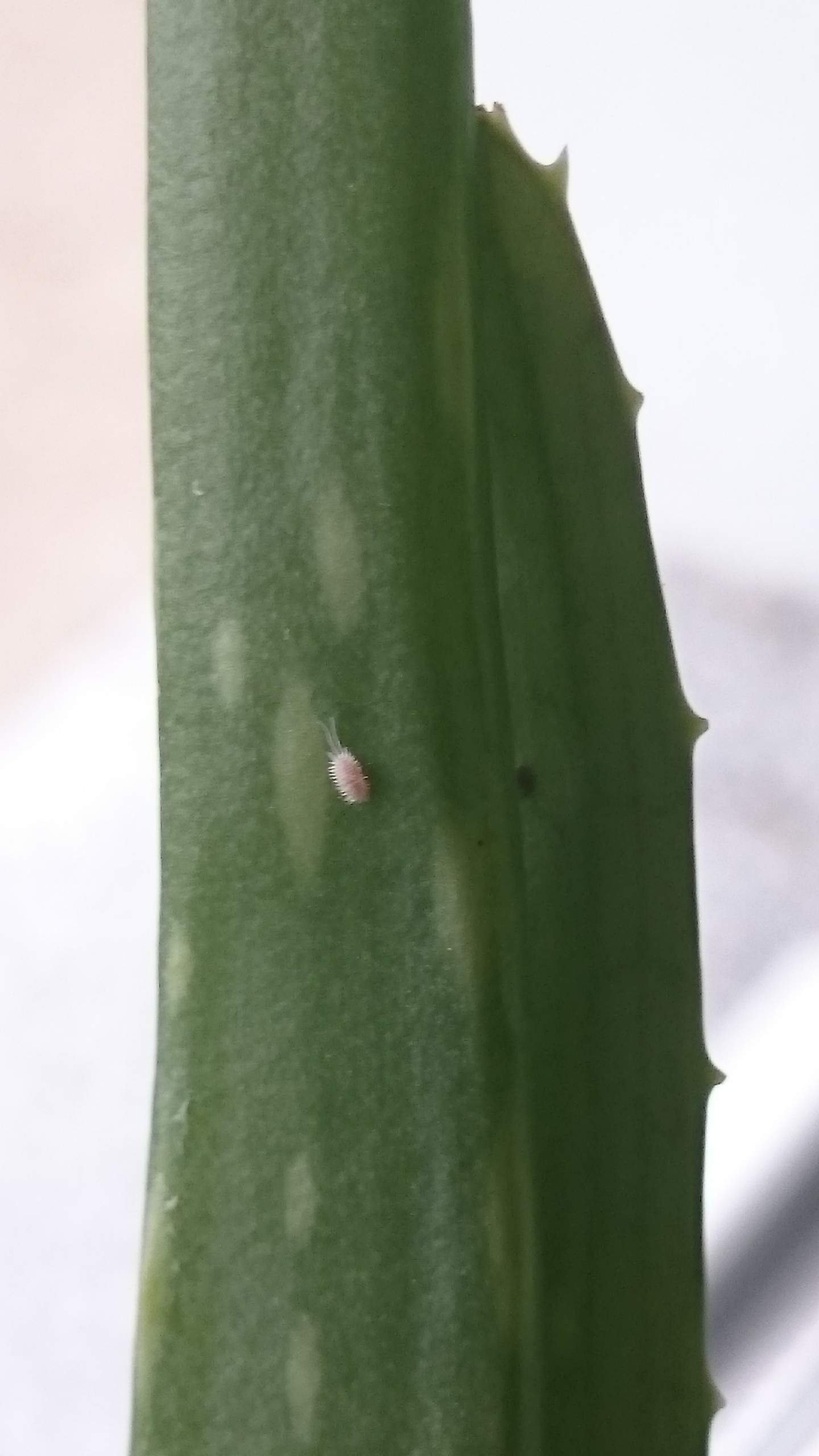 buy aloe vera leaf Aloe Vera Plant for Sale main image 0