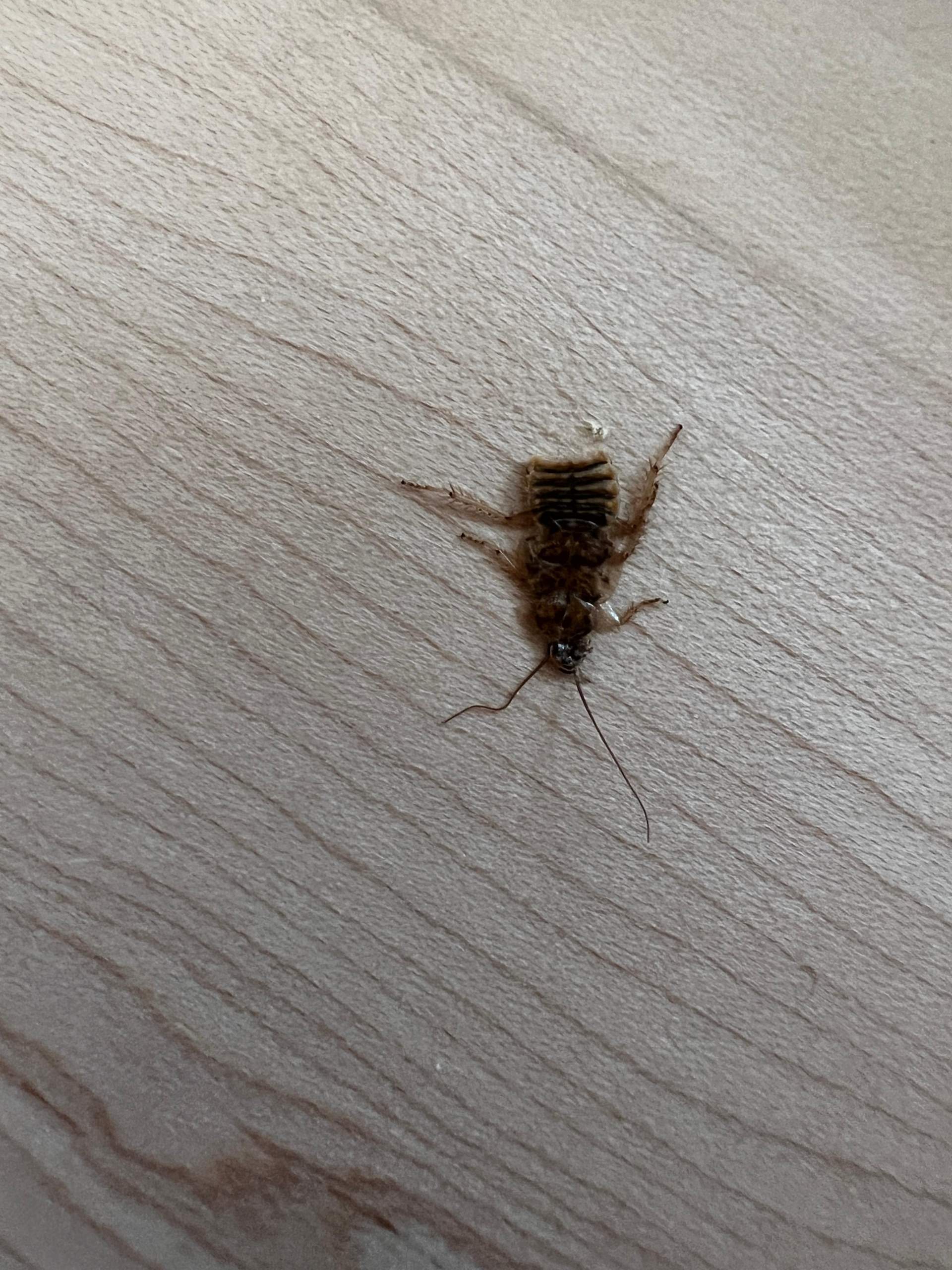 Ist das ein Schädling (Schabe)? (Insekten, Schädlinge, Ungeziefer)