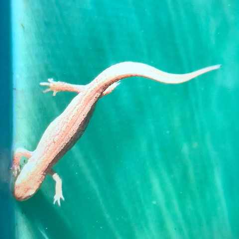 1. Bild  - (Tiere, Pool, Gecko)