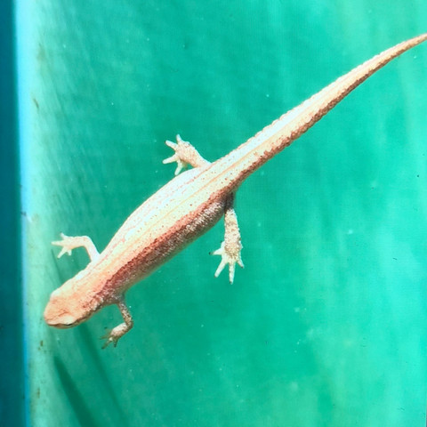 2. Bild  - (Tiere, Pool, Gecko)